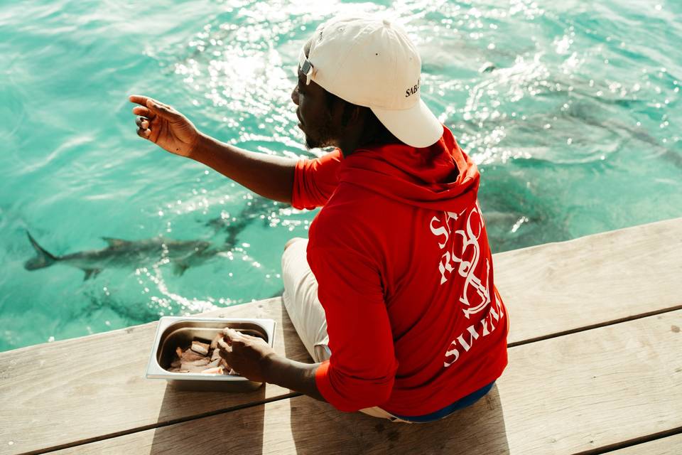Tarpon feeding