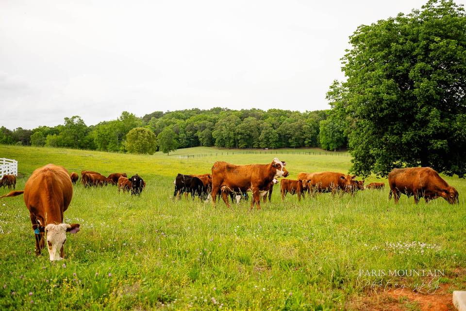 Red Angus at Blueberry Farm