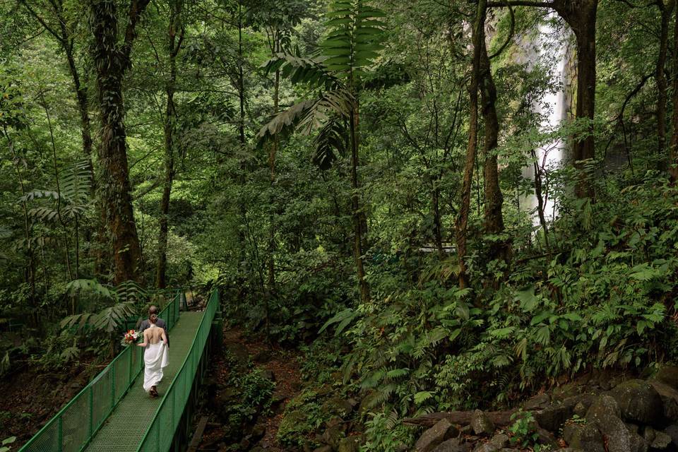 Forest costa rica