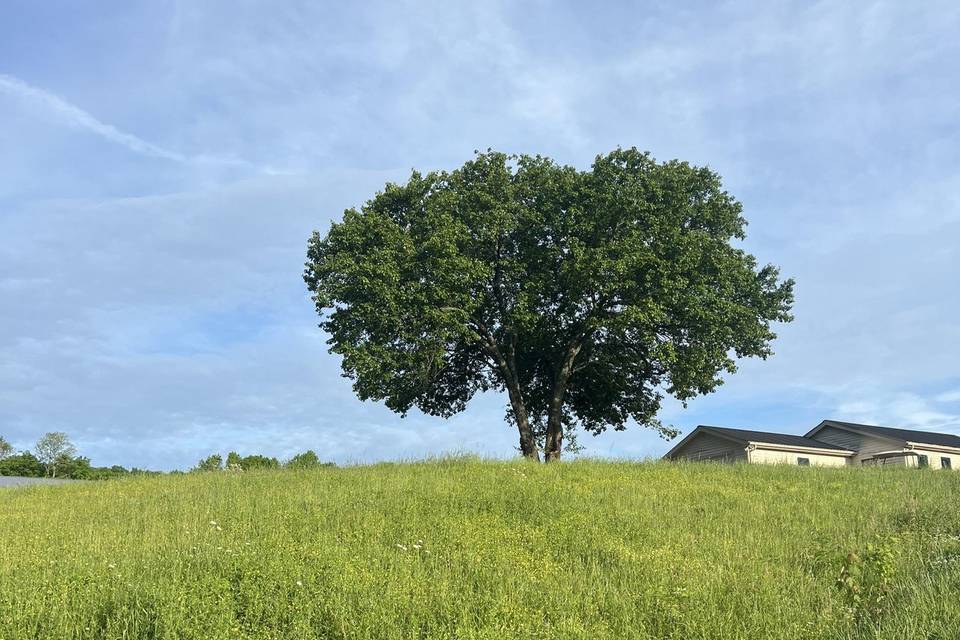 Another View