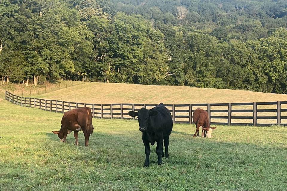 Some of Our Animals