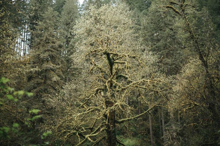 Silver Falls Lodge and Conference Center