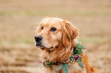 Wildflower Wedding Co.