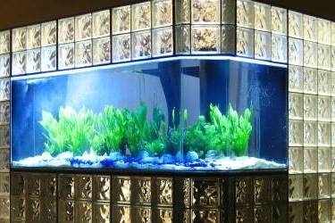 Our aquarium.