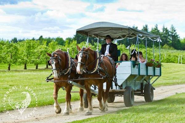 Alyson's Orchard