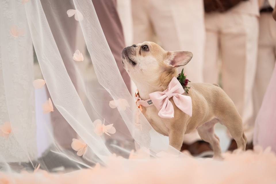 Bridal Portrait