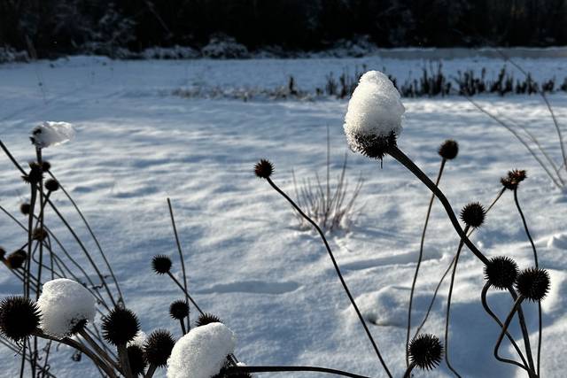 Stoneside Flower Farm