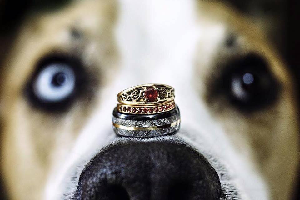 Rings resting on dog's nose