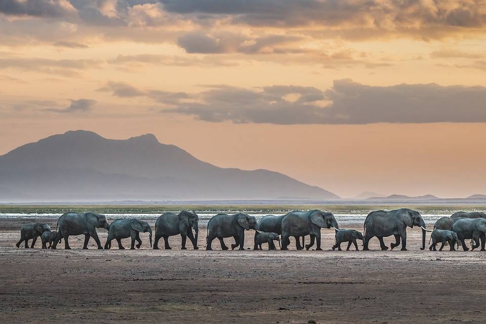 Nat Geo Africa Safari