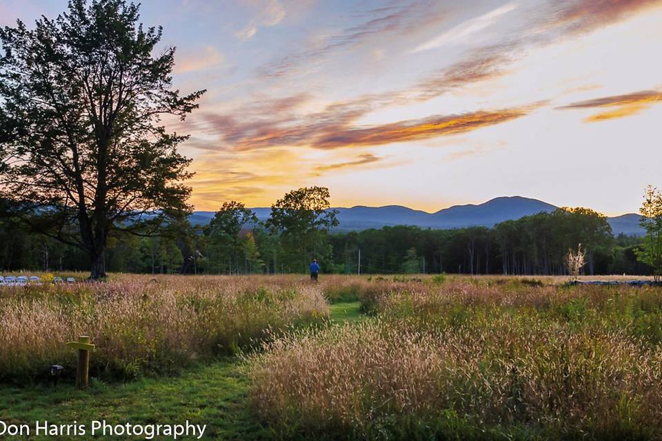 Open Fields