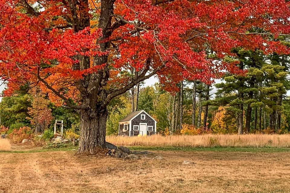 Fall at Whiteface Hollow