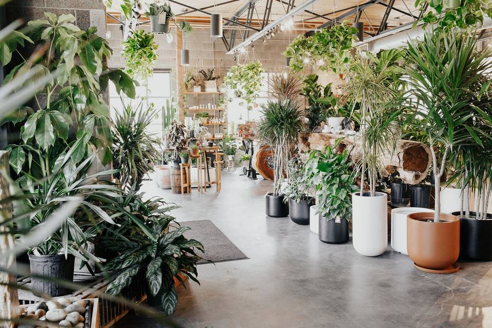 Beautiful indoor plants
