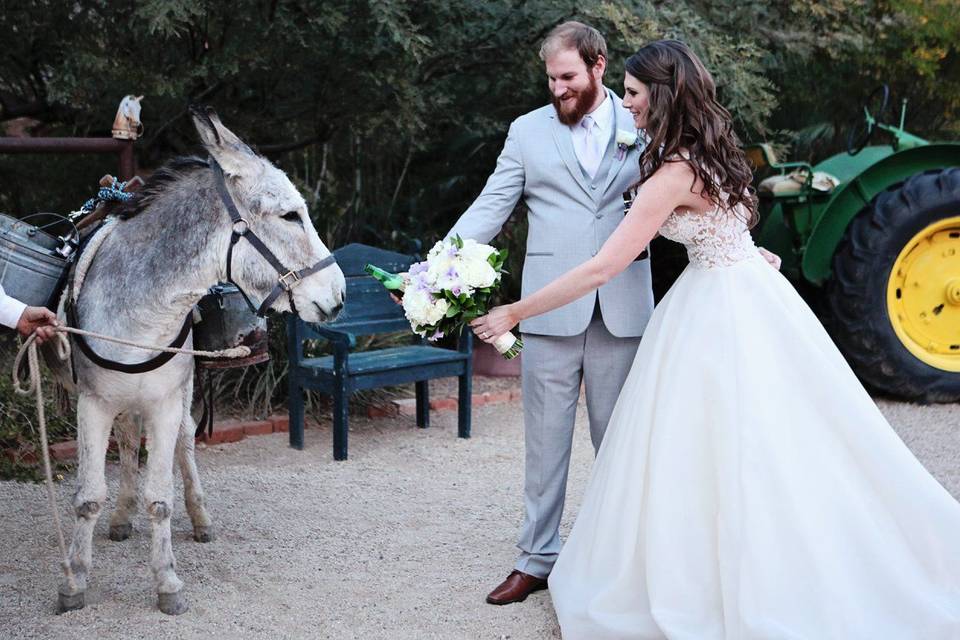 Newlyweds and horse