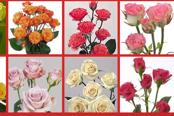 Hot Pink Peony - buy wholesale flowers - JR Roses