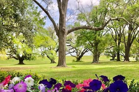 Cedar Grove Tchoupitoulas Plantation