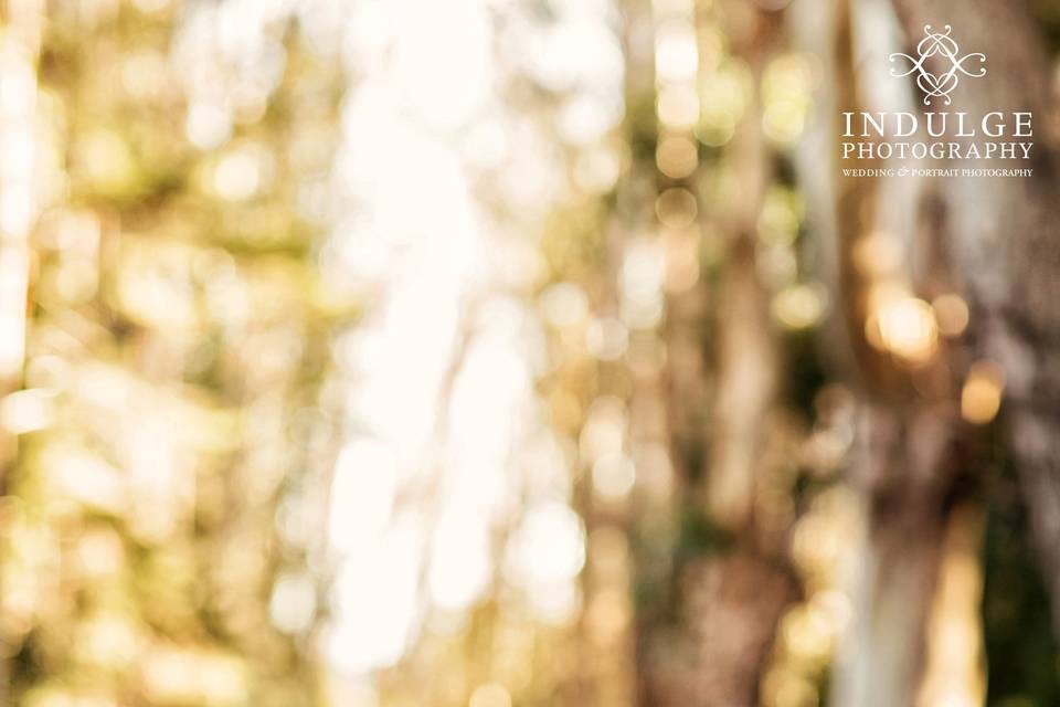 Indulge Wedding Photography