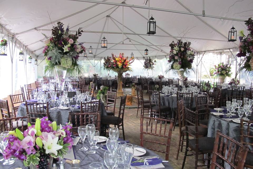 Fruitwood Chiavari chairs