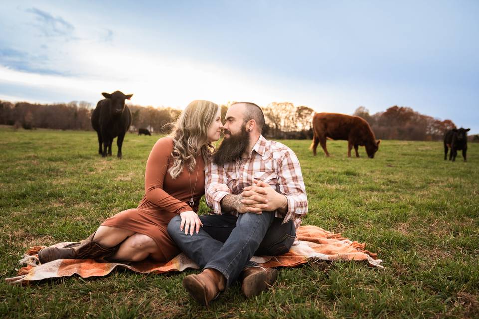 Engagement with cows