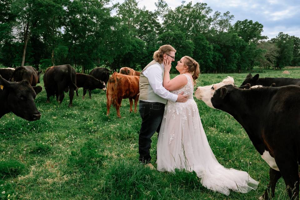 Cows and bride and groom