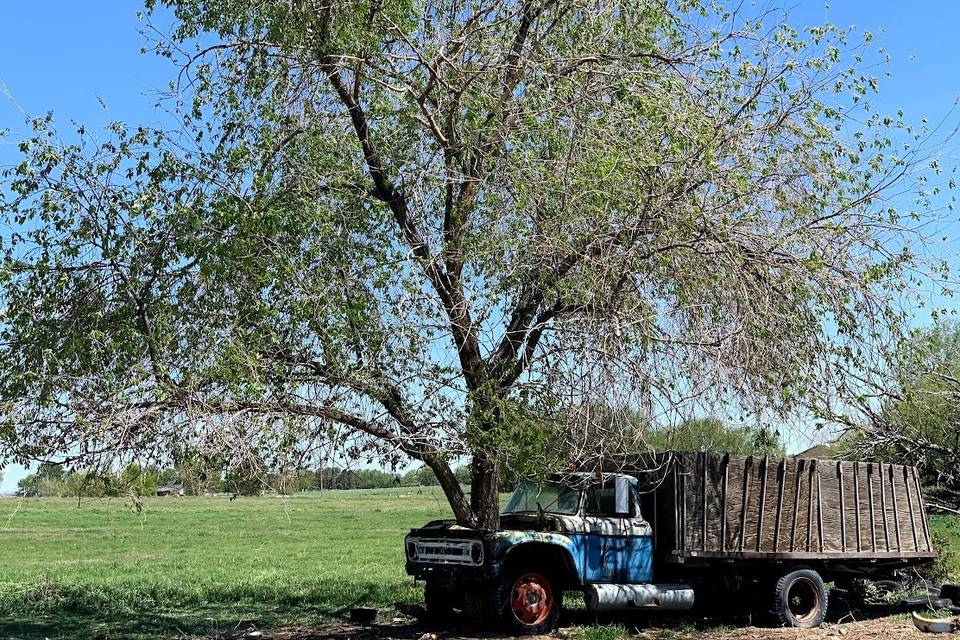 Truck Tree Photo Opp