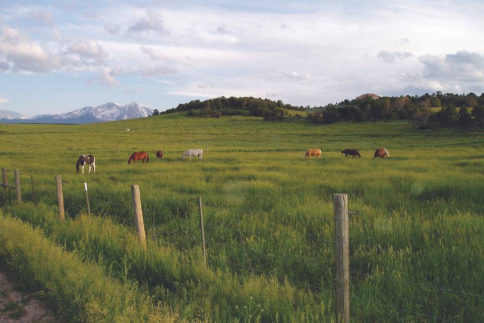 Cedar Ridge Ranch