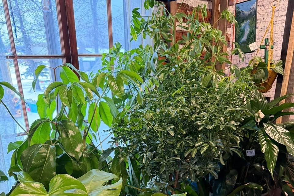 Dragonfly Dreams Floral