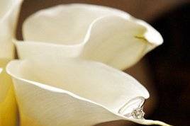 Full Circle Photography & Design