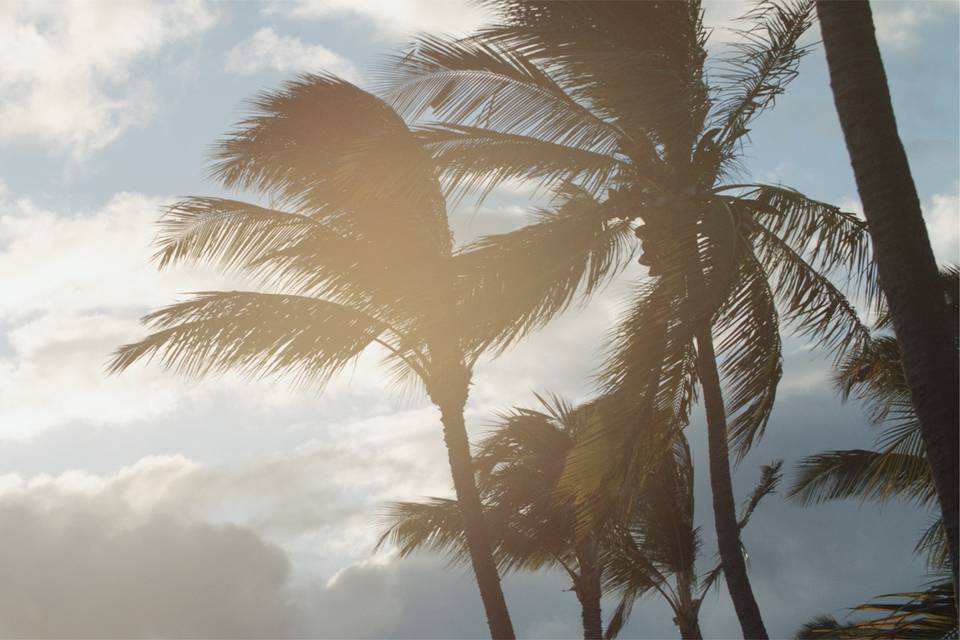 Lens flare palm trees