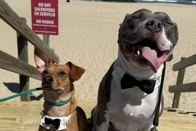 George & Apollo