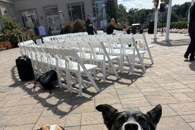 Pups and Recreation - Pet Sitter