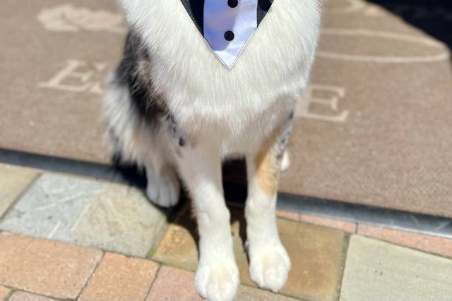Pups and Recreation - Pet Sitter