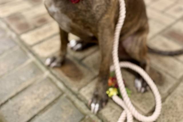 Pups and Recreation - Pet Sitter