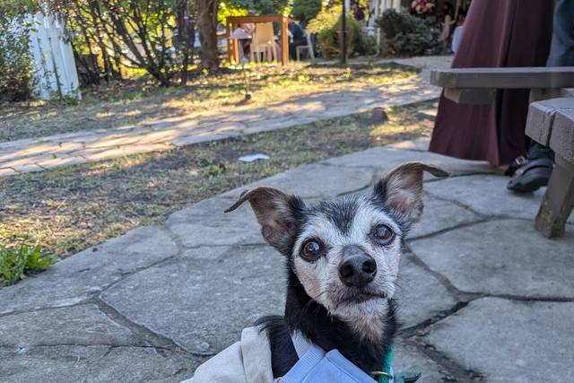 Pups and Recreation - Pet Sitter
