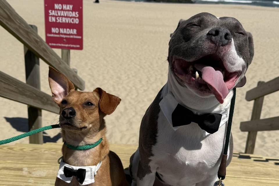 George & Apollo