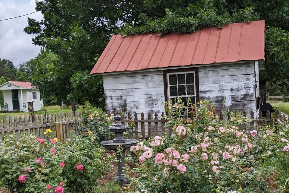 Shed by the rose garden