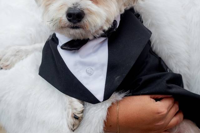 Elopement with dogs