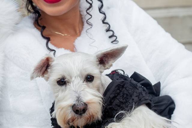 Elopement with dogs