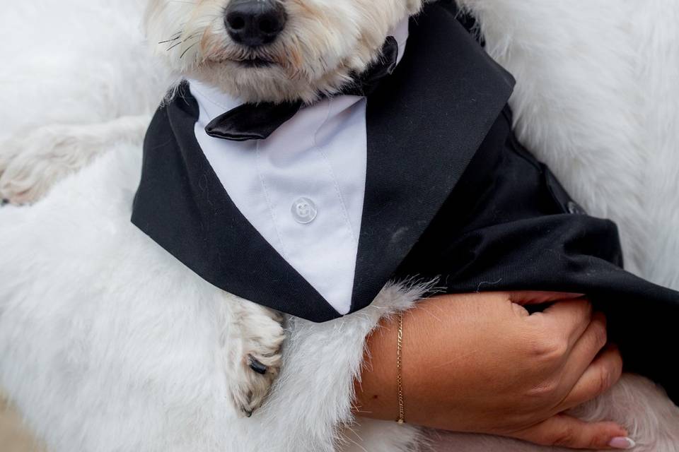 Elopement with dogs