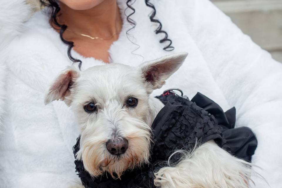 Elopement with dogs