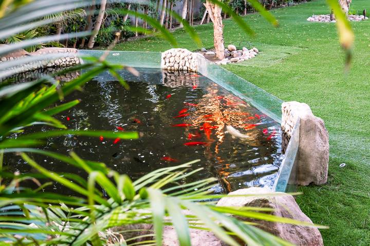 Koi Pond