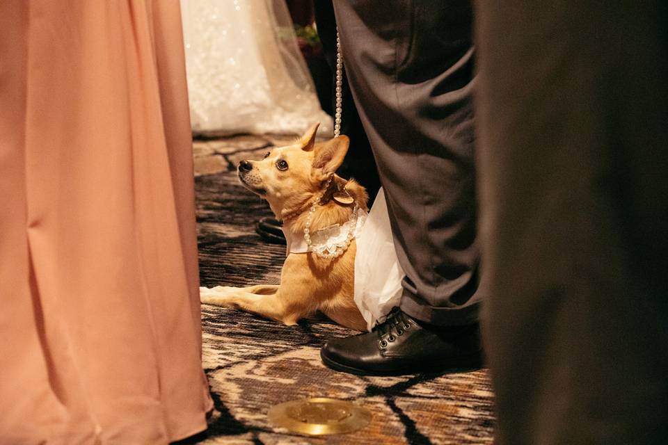 Dog of Honor!