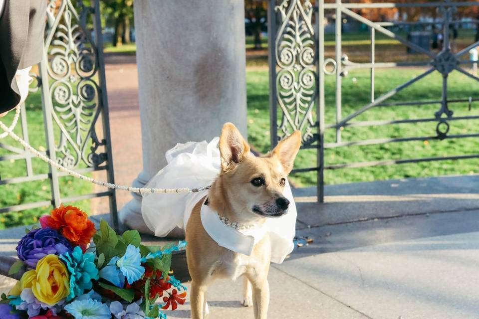 We Love Dogs in Weddings!