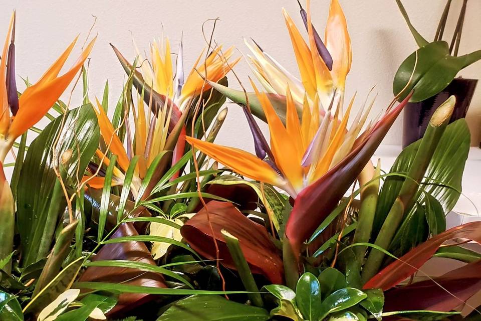 Tropical Centerpieces