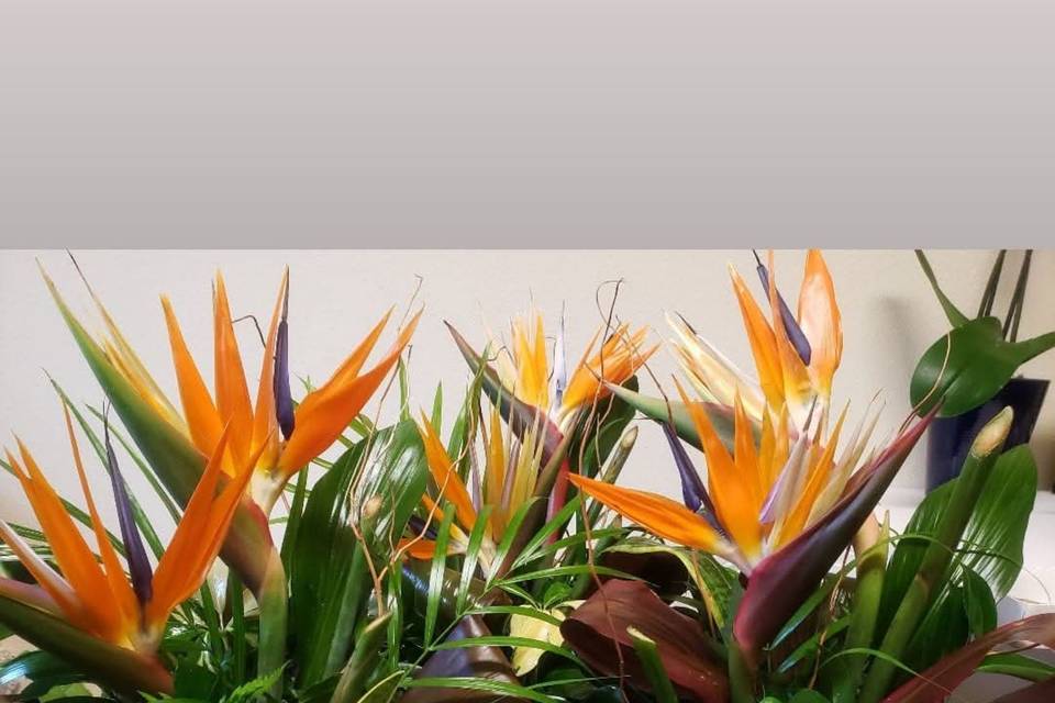 Tropical Birds of Paradise