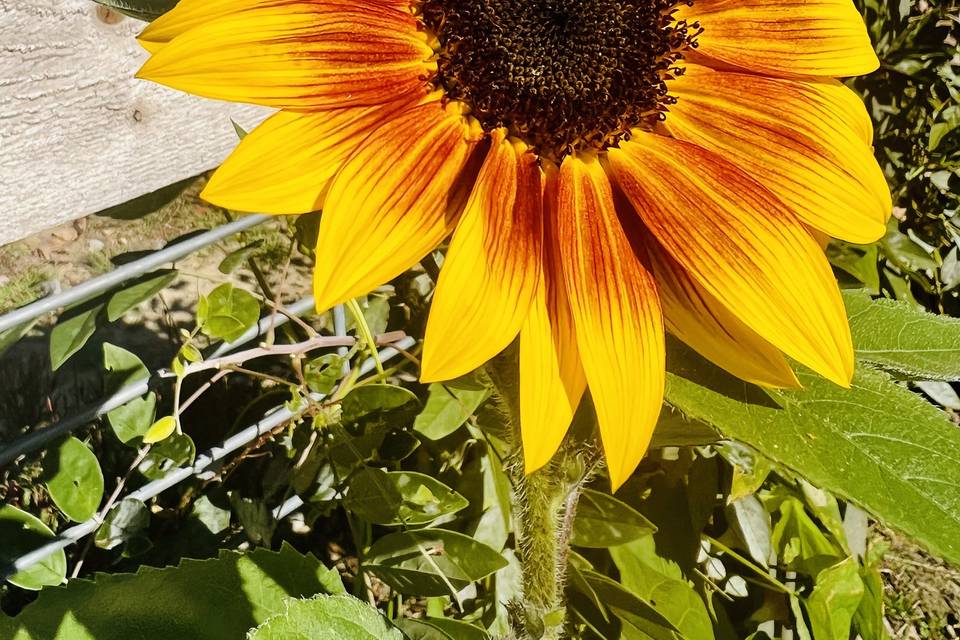 Ramblers Flower Farm