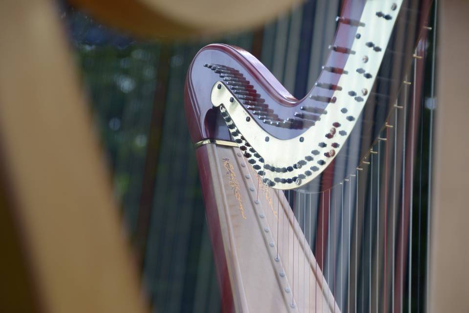 Harpist Judy Saiki