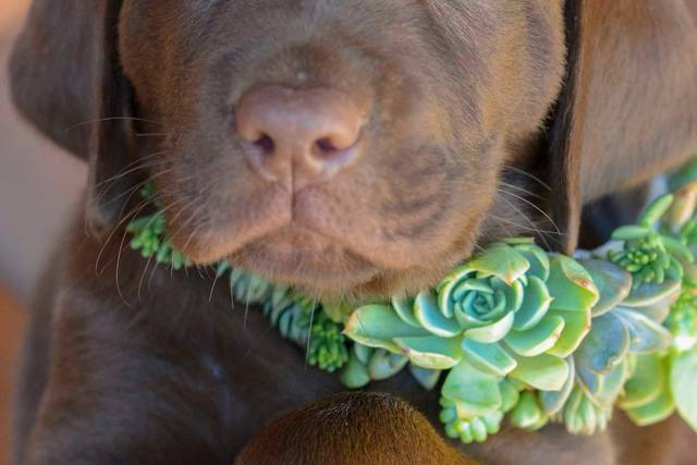 Have a dog at your wedding