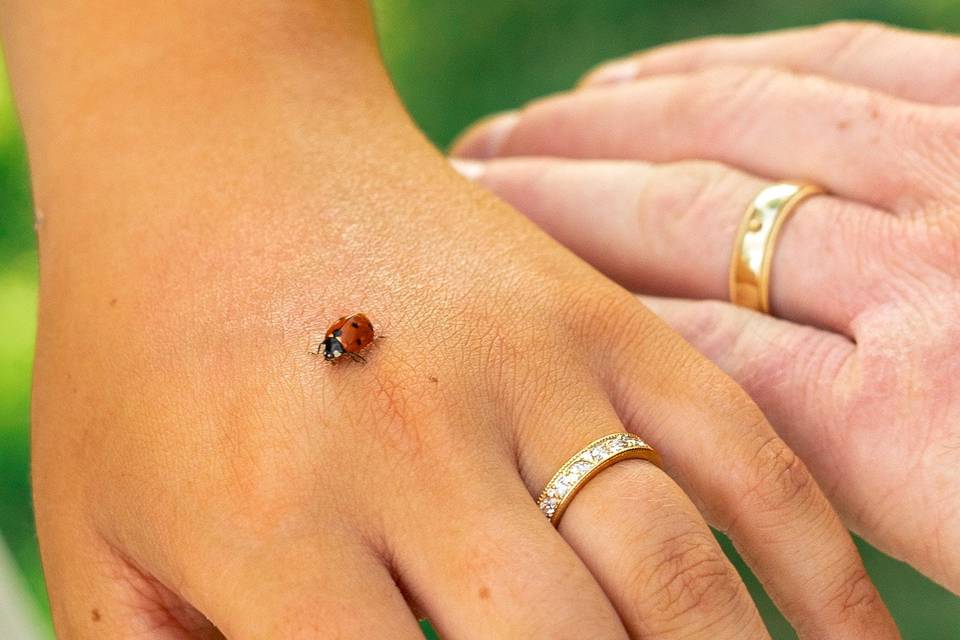 Rings and ladybug