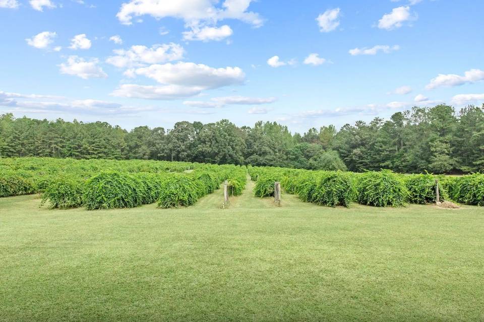 Harrell's Vineyard