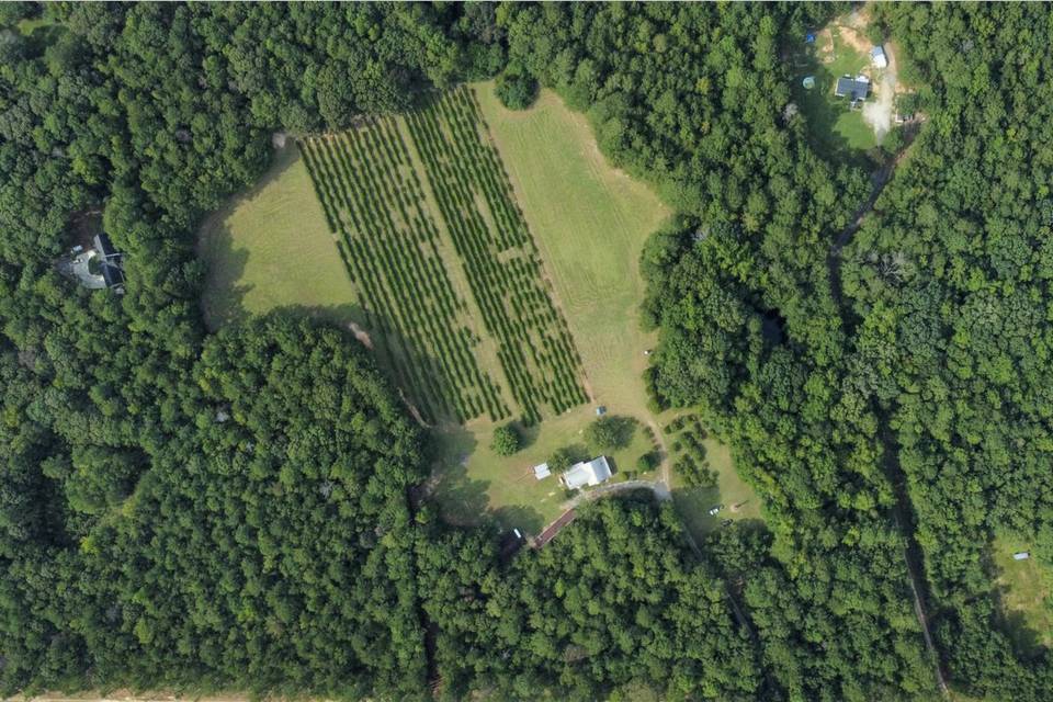 Harrell's Vineyard Property